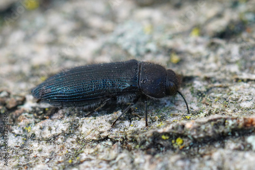 Closeup on a small black Mediterranean jewel beetle, Acmaeodera quadrifasciata, sitting on wood