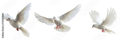 Doves in flight