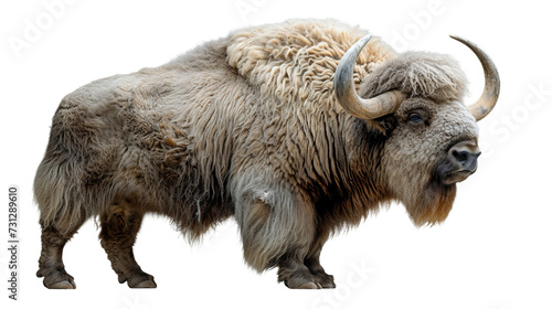 Majestic Bison With Impressive Horns Against a White Background