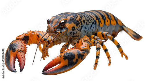 Close Up of a Lobster on a White Background