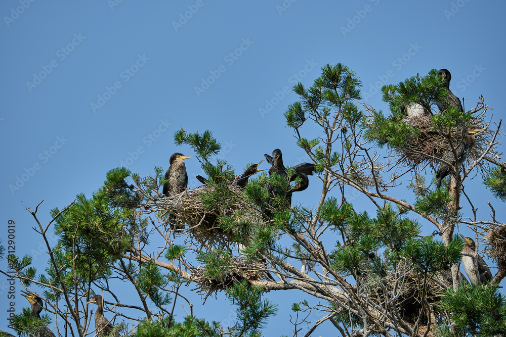 great cormorant high up in the tree on the curonian spit. great cormorant high up in the tree on the curonian spit.