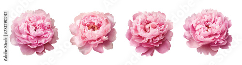 Pink peony vector set isolated on white background © Diana