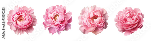 Pink peony vector set isolated on white background