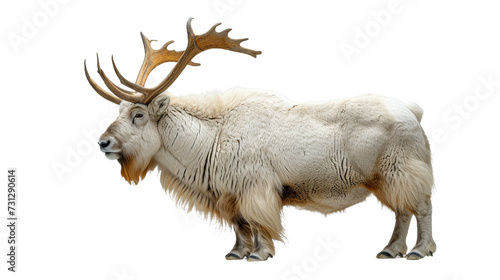 Foto Majestic Animal With Large Horns on White Background
