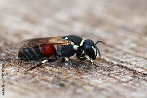 Closeup on a colorful mediteranean masked bee, Hylaeus meridionalis photo
