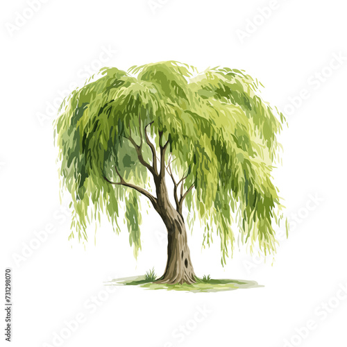 watercolor willow tree clipart for graphic resources