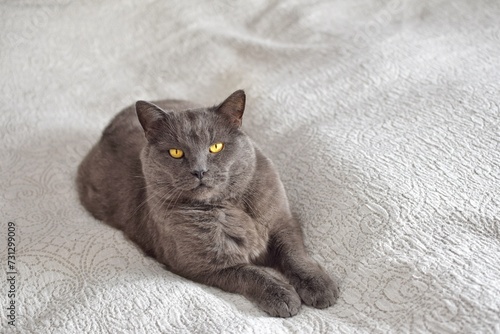 A gray purebred cat lies