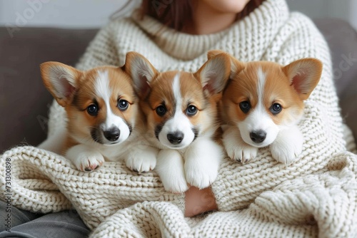 Snuggled in a person's embrace, a lively litter of welsh corgi puppies brings joy and warmth to their indoor world © Pinklife