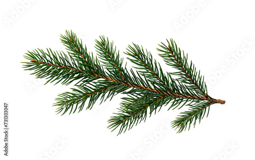 a green pine branch with needles