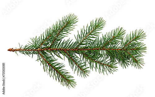 a green pine tree branch