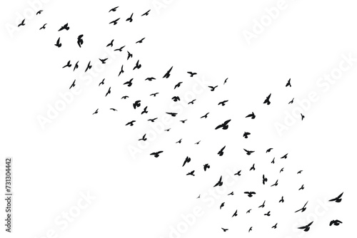 Silhouette sketch of a flock of flying forward birds. Takeoff, flying, flight, flutter, hover, soaring, landing