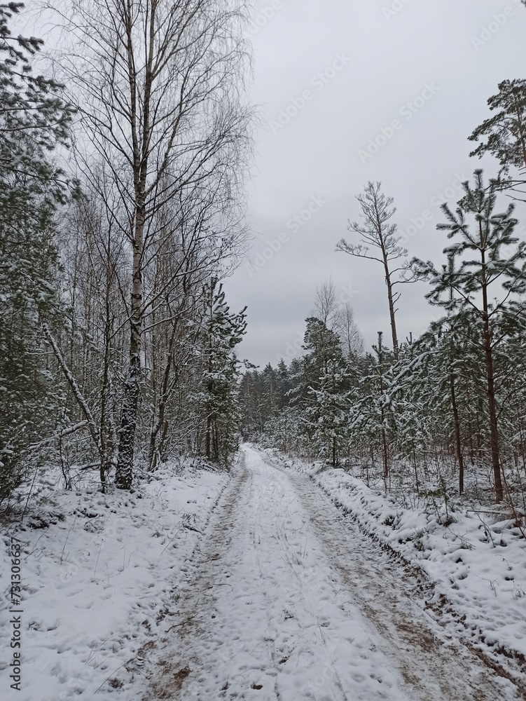 Obraz premium winter in the forest