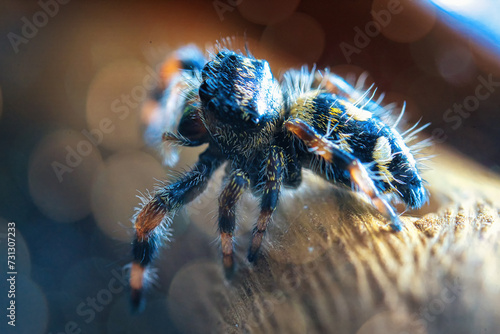 Jump spider, jumping spider phidippus regius animal arachnid group of spiders that constitute the family Salticidae Hyllus.