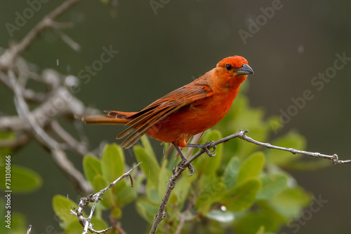 Hepatic tanager  © Leandro