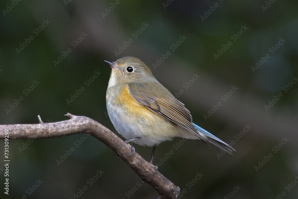 木の枝にとまるルリビタキ 木の枝にとまるルリビタキ