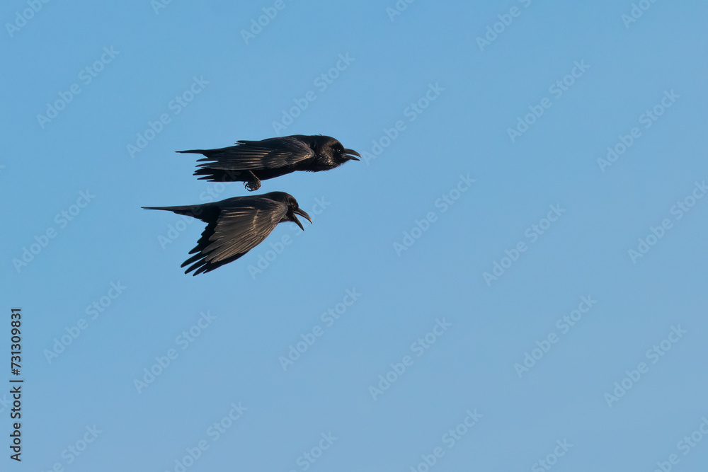 Two flying ravens in the blue sky. Two flying ravens in the blue sky.