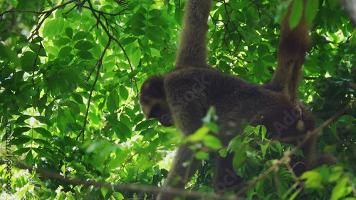 Woolly Spider Monkey on Tree photo