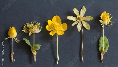 picture of dried flowers in several variants herbarium from dried blossoming flower arranged in a row ficaria verna lesser celandine fig buttercup photo