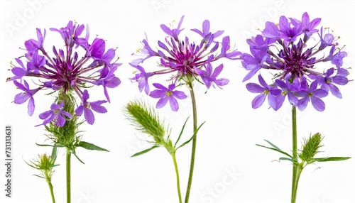 botanical collection wild meadow flower consolida ajacis purple isolated on a white background