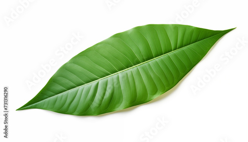 Tropical green leaf isolated on white with clipping  isolated  white background