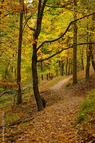 A leaf-covered trail skirts a hillside through a golden wood in autumn