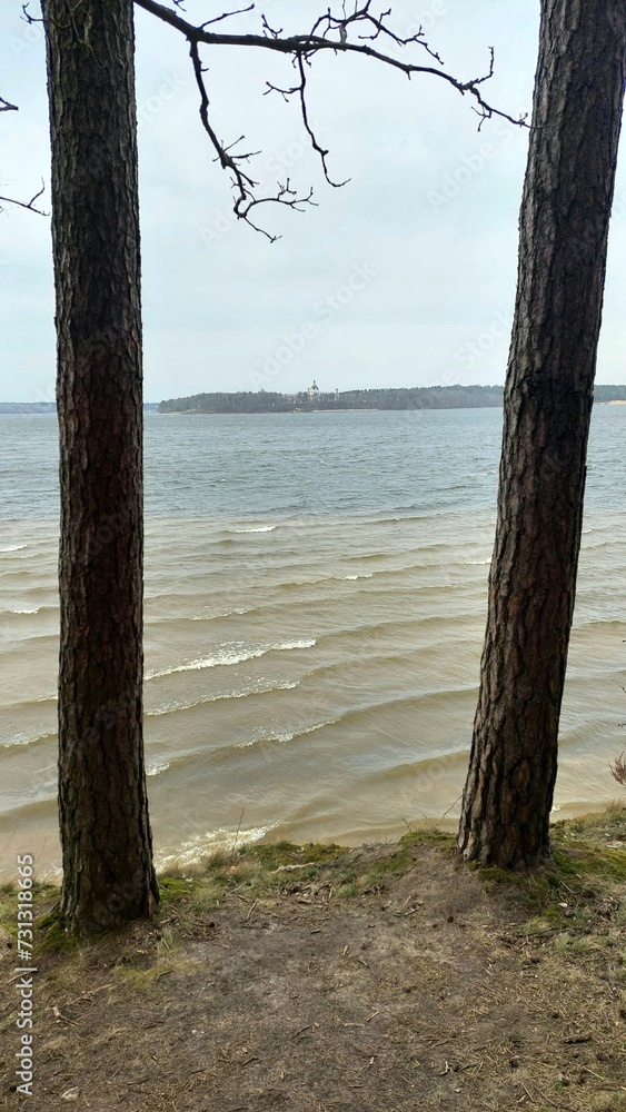 beach and tree