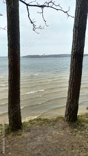 beach and tree © Darius