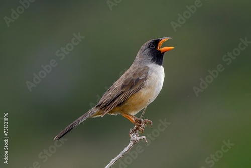 Black-throated saltator (Saltatricula atricollis)