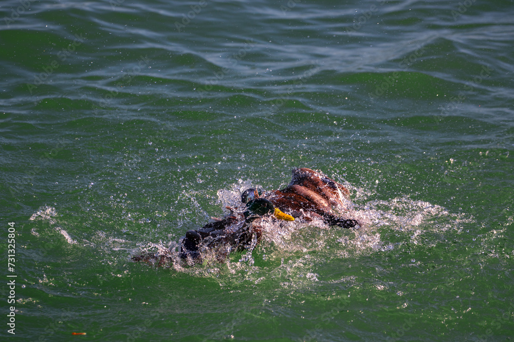 Obraz premium Fighting ducks, Anatidae in the water