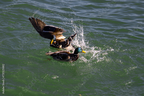 Fighting ducks, Anatidae in the water