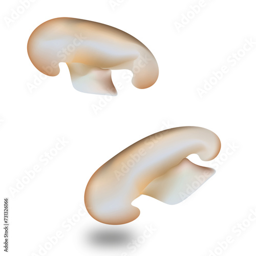 mushroom isolated on white background