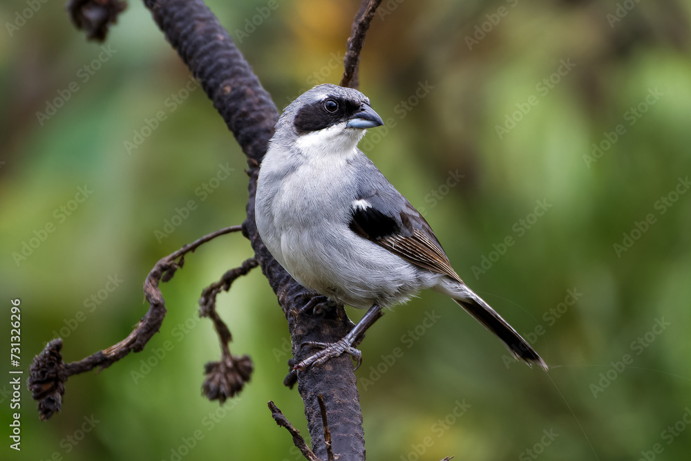 White-banded tanager (Neothraupis fasciata) White-banded tanager (Neothraupis fasciata)