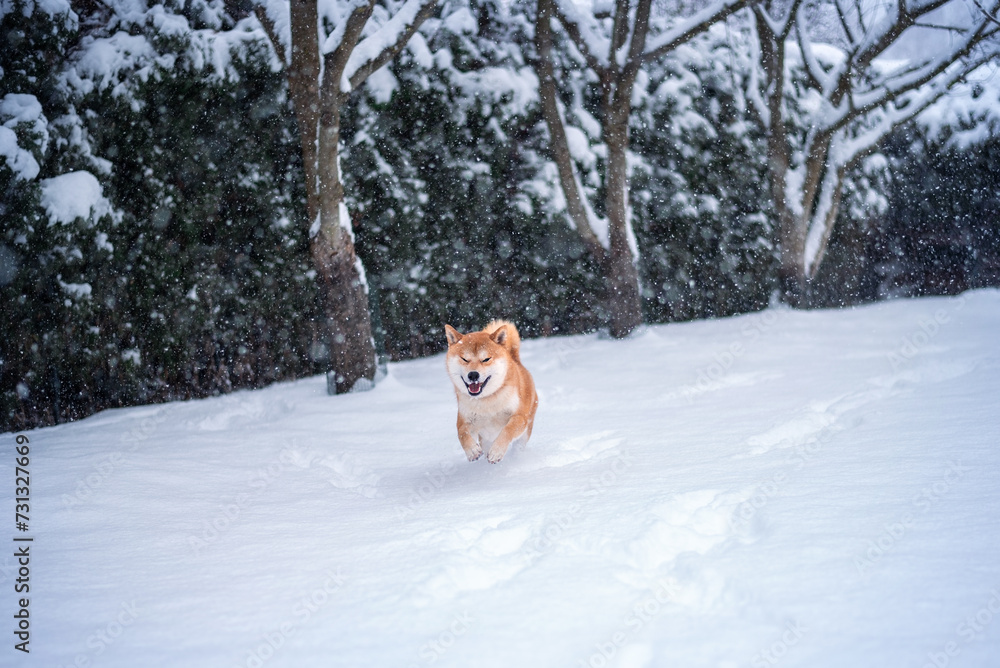 Red Shiba inu dog is running at snowy garden Red Shiba inu dog is running at snowy garden