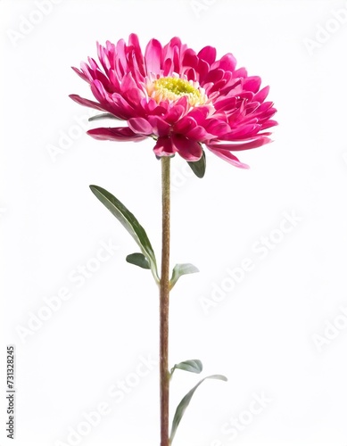 Pink chrysanthemum flower isolated on a white background.