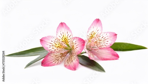Pink alstroemeria flower isolated on white background with clipping path