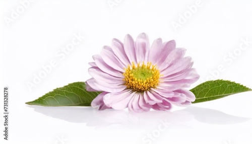 pink chrysanthemum flower isolated on a white background