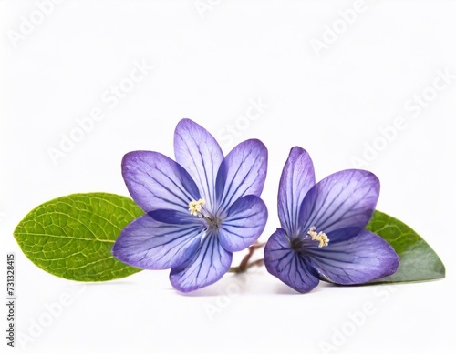 Purple flowers isolated on white background. Studio photography. Nature.