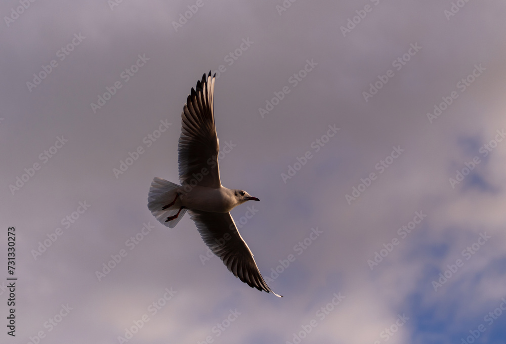 Fototapeta premium Flying seagull on cloudy background.