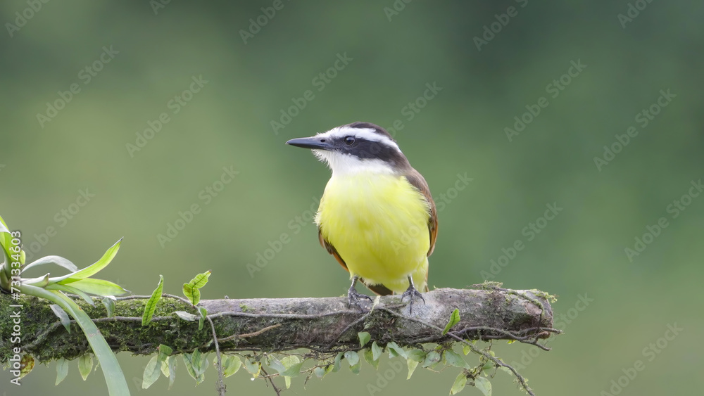 Fototapeta premium a great kiskadee flycatcher perching on a branch