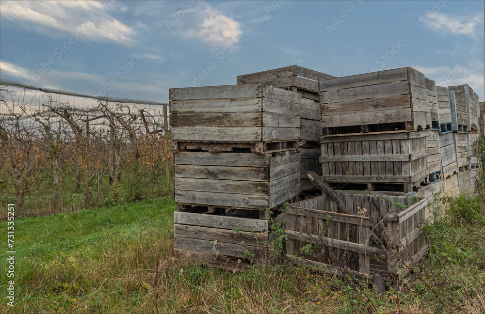 Wooden boxes used for transporting fruit in the field Wooden boxes used for transporting fruit in the field