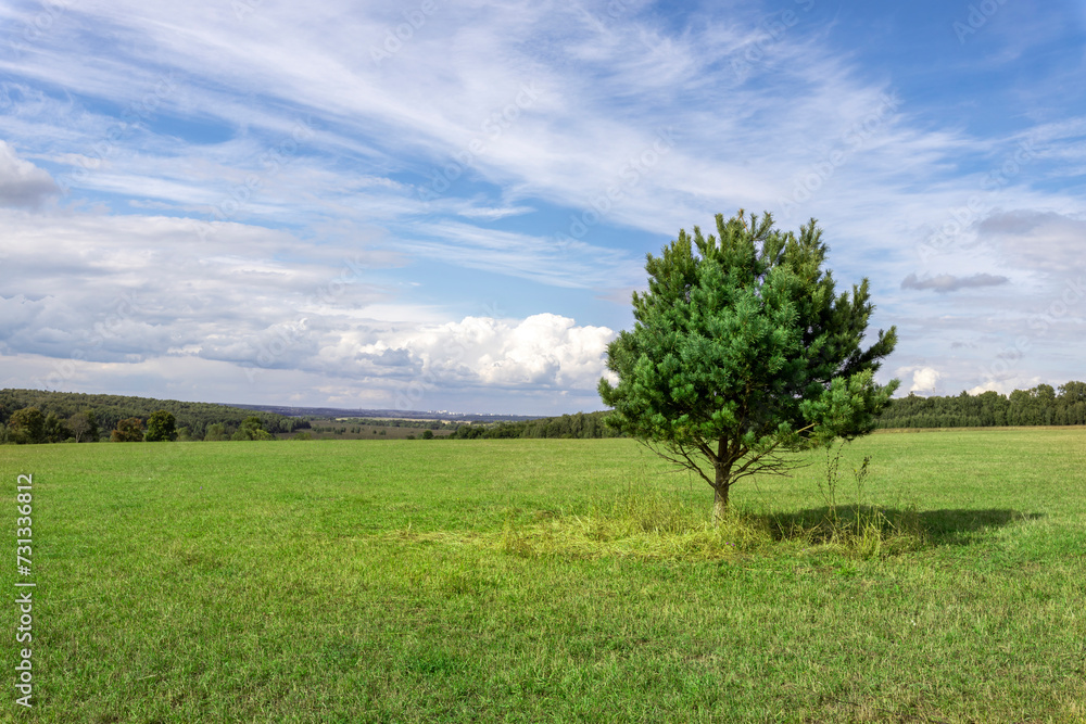 Obraz premium Small pine tree on the horizon between a green field and a blue sky
