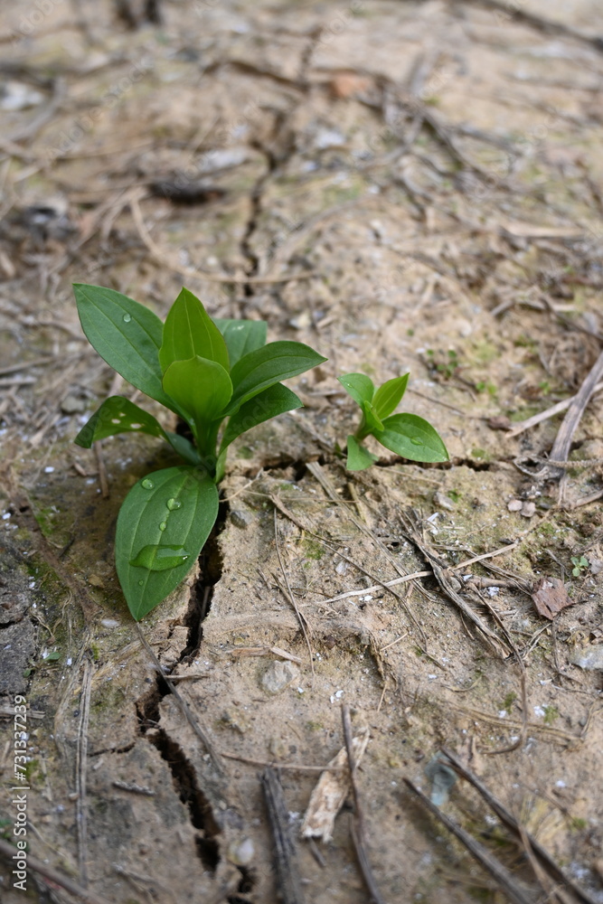 plant growing in the ground plant growing in the ground
