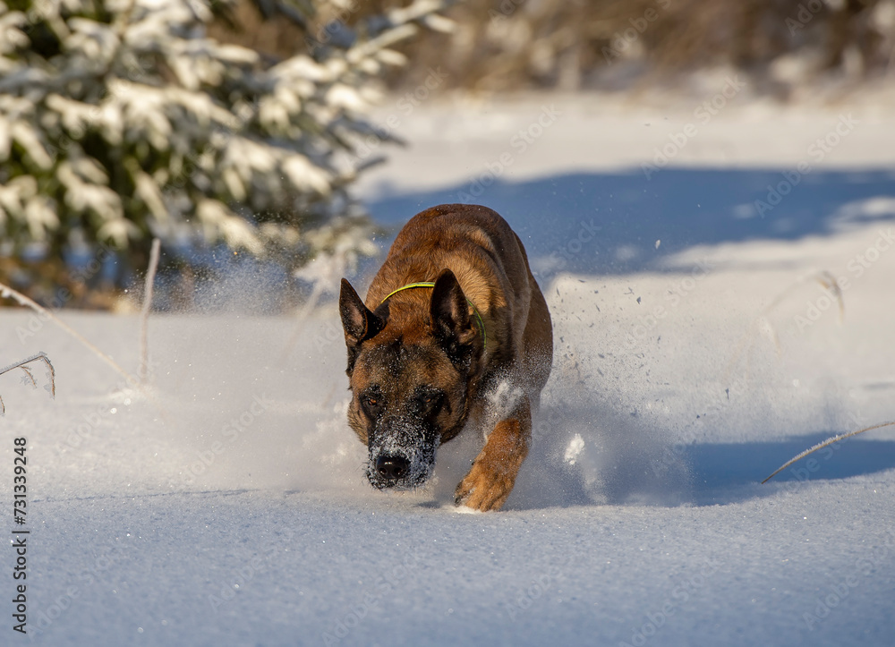 Malinois running through the snow on a sunny day in winter.