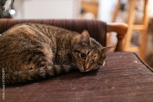 Fototapeta Naklejka Na Ścianę i Meble -  One eyed cat laying on dusty chair