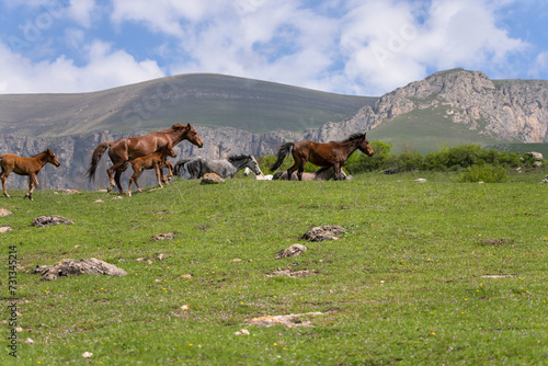 Horses grazing in a field, mountain view