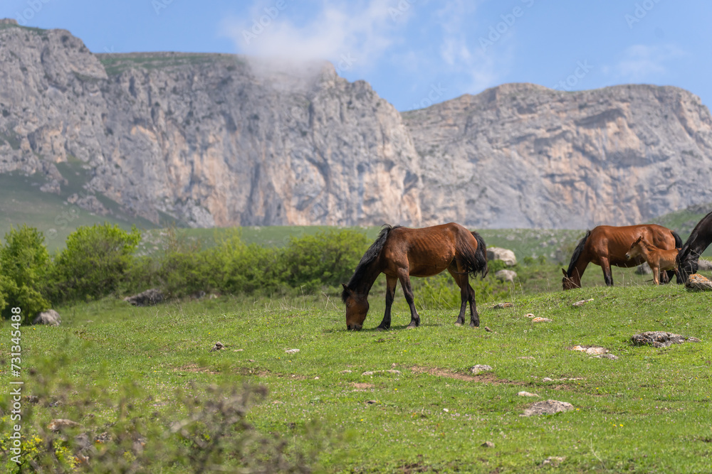Horses grazing in a field, mountain view Horses grazing in a field, mountain view