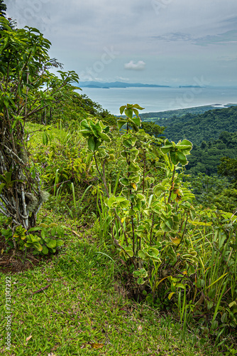 Costa Rica, Bijagual - July 22, 20.23: Pura Vida garden nature reserve. Acacia cornigera, AKA Bullhorn Acacia, up front. Pacific Ocean on horizon under blueish cloudscape. Greem rainforest photo