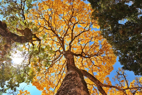 Ipê-amarelo visto de baixo photo