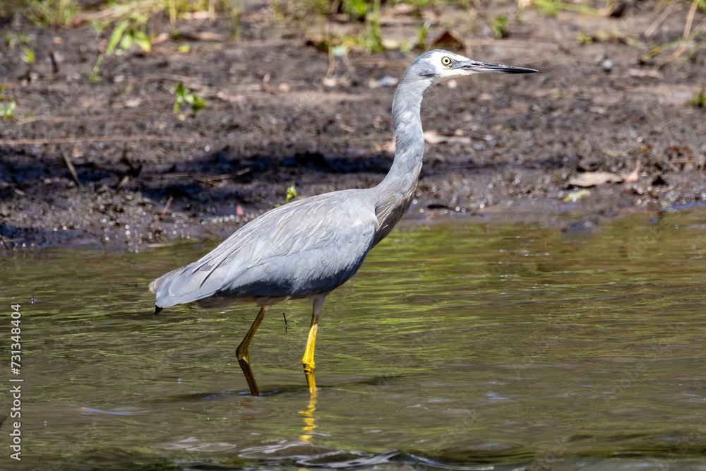 Australian White-faced Heron searching for food at river side Australian White-faced Heron searching for food at river side
