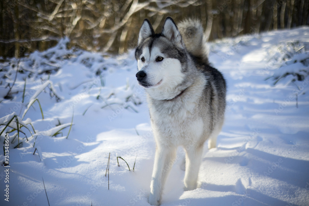Naklejka premium Alaskan Malamut Tala